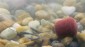 ������ GAMAKATSU G-CARP SPECIALIST R #8 - ��������-������� ������� ��� ������� �����
