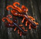 ����������� �������� SPRO Scent Series Insta Craw 65 Wasabi Special - ��������-������� ������� ��� ������� �����